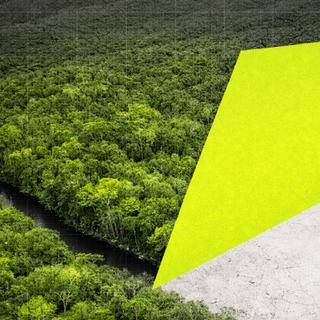 Des chercheurs de l’université de technologie Chalmers (Suède) ont compilé toutes les données disponibles pour établir une liste des aliments dont la production entretient la déforestation. Surprise ou pas ? © XD
