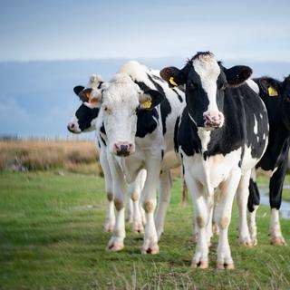 Exemplos como o da Dinamarca e da Suíça mostram que é possível mudar significativamente com uma abordagem sistémica e colaborativa. A Dinamarca reduziu para metade os seus excedentes de azoto em 30 anos. © Birgit Fostervold, Flickr