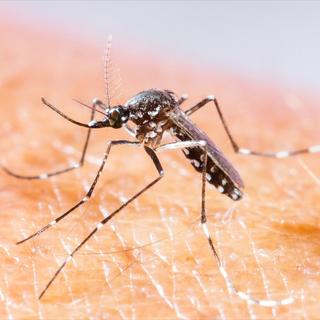 Le moustique-tigre peut transmettre la dengue, le chikungunya et le Zika. © Smith1972, Shutterstock
