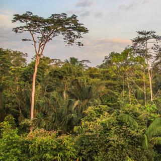 Dans une Amazonie qui s’assèche, certains arbres montrent déjà les limites du climat « hypertropical » qui s’installe. ©&amp;nbsp;AventuraSur, Adobe Stock