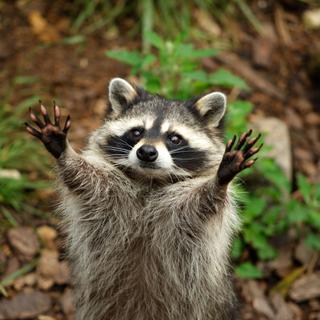 Un raton-laveur tend ses mains, aux cing doigts griffus bien reconnaissables&nbsp;devant lui.&nbsp;© Alexander, Adobe Stock&nbsp;&nbsp;&nbsp;&nbsp;