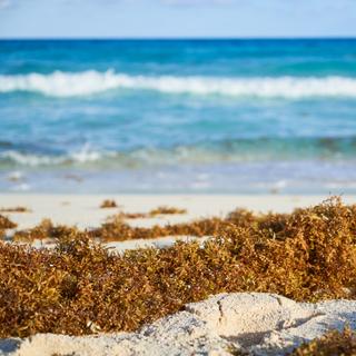 Algas, um material do futuro? © Fabián Montaño, Adobe Stock