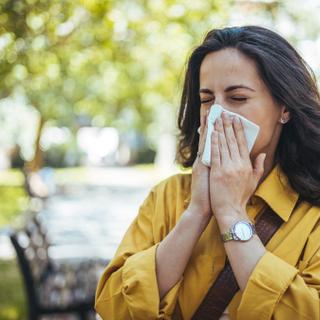 Toda primavera, o pólen provoca reações alérgicas em uma proporção significativa da população. Pesquisadores japoneses acabam de explorar uma abordagem original e natural para reduzir os espirros associados à rinite alérgica. © Dragana Gordic, Adobe Stock