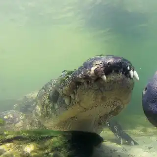 Les lamantins peuvent atteindre une vitesse de 8 km/h, et jusqu’à 25 km/h sur de courtes distances, ce qui rend la tâche difficile aux alligators qui voudraient les importuner. © Patrick M. Rose, Save The Manatee Club