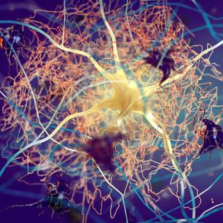 Quando a proteína tau é interrompida, ela forma fibrilas que sufocam gradualmente as células nervosas na doença de Alzheimer. O trabalho dos investigadores oferece esperança de bloquear este processo atacando as suas primeiras fases. © nobeastsofierce, Adobe Stock