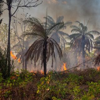 Presque tous les&nbsp;départs de feu qui touchent la forêt amazonienne sont d'origine humaine. © Imago Photo, Adobe Stock