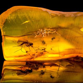 Une pièce d'ambre baltique avec un moustique fossilisé à l'intérieur. © RomanVX, Adobe Stock