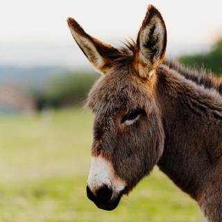 Os burros têm um instinto de sobrevivência muito forte. ©Alberto, Adobe Stock