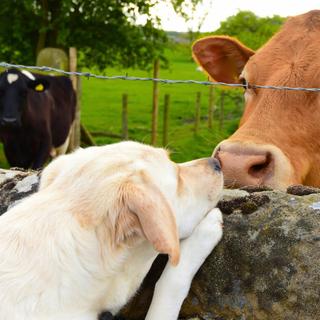 Et si les animaux comprenaient mieux leurs voisins qu’on ne le pense ?&nbsp;©&nbsp;mauinow1, iStock