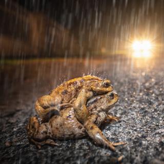 Todos os anos, mais de 200 milhões de animais são mortos nas estradas da Europa. © Jean Kobben, Adobe Stock