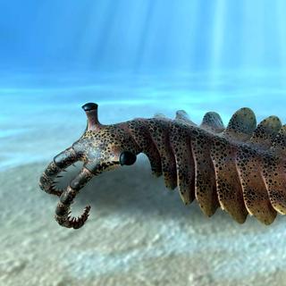 Les premiers écosystèmes marins apparaissent pendant le Cambrien inférieur, ainsi qu'une exceptionnelle diversité d'êtres vivants (ici, Anomalocaris canadensis). © Matteo De Stefano, Muse,&nbsp;CC by-sa 3.0