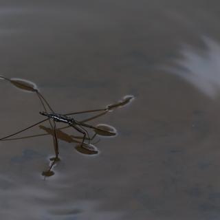 Des chercheurs ont découvert le secret du mécanisme de déplacement des araignées d’eau. © Jimmynature, Adobe Stock