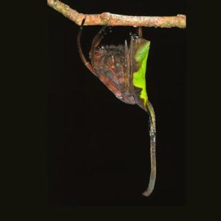 A ilusão é perfeita: imóvel em plena luz do dia, este “pedaço de folha” nada mais é do que um predador habilmente camuflado. © Bernard DUPONT via Wikimedia Commons