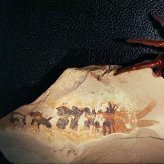Este predador marinho de 500 milhões de anos pode muito bem revelar a origem das primeiras “garras” dos ancestrais das aranhas. © Rudy Lerosey-Aubril