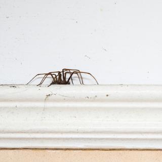 Por que as aranhas são mais úteis do que você pensa? © DifiDave, iStock