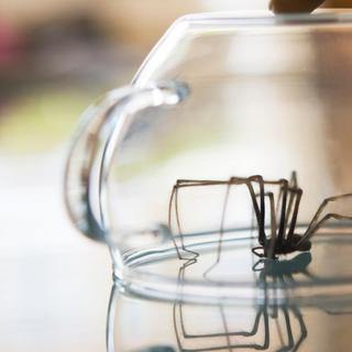 Que d'idées reçues sur le monde de ces petites bêtes ! © Medlar, iStock