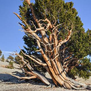  découvrez le doyen des arbres sur Terre. © Felix Lipov, iStock