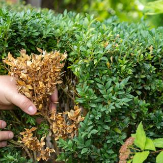Attention, l'excès d’eau peut faire mourir vos plantes, voici comment les sauver. © Qwart, iStock&nbsp;