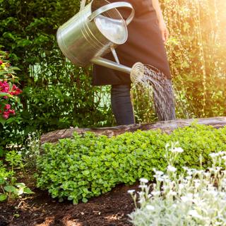 L’été, arrosez de préférence tôt le matin. © andreaobzerova, Fotolia