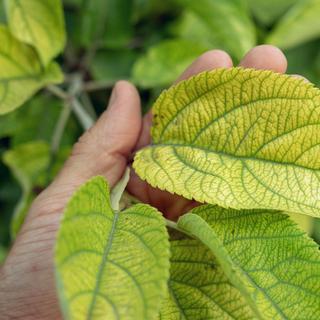Vos plantes dépérissent ? Cette astuce simple peut corriger le manque d’azote. © Andrey Maximenko, iStock