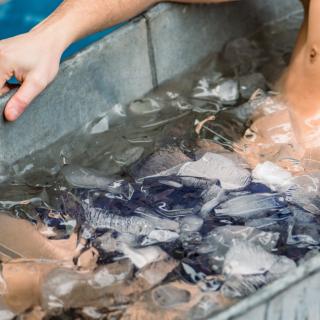 Les bains d’eau glacée deviennent de plus en plus populaires, mais attention, ces pratiques ne s'improvisent pas. © Michele Ursi, Shutterstock.com