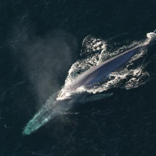 Un rorqual bleu. Lui aussi a dû grandir depuis quatre millions d&#39;années. © CC0 Public Domain