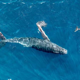 Et si les baleines et les dauphins partageaient bien plus qu’on croit ? © Srdronography, iStock