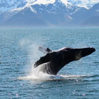 Aujourd&#39;hui, on estime à environ 16 700 le nombre baleines grises sur la Planète. © Hortigüela, Adobe Stock