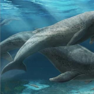Long d’environ deux mètres, Janjucetus dullardi possédait de grands yeux et des dents tranchantes comme des lames de rasoir. © Museums Victoria