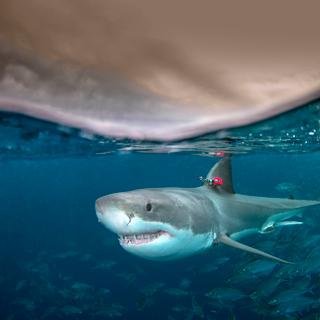 Le grand requin blanc est capable de produire de la chaleur pour contrôler sa température interne. © Andrew Fox