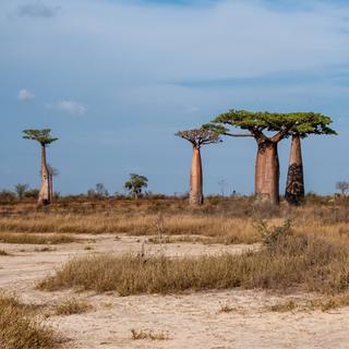 La disparition des baobabs les plus vieux s’est accélérée ces dernières années. © stefanobarze1, Fotolia