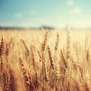 Pesquisadores da Califórnia selecionaram genes que permitem ao trigo desenvolver raízes maiores para absorver melhor a água em profundidade. © Iakov Kalinin, Adobe Stock