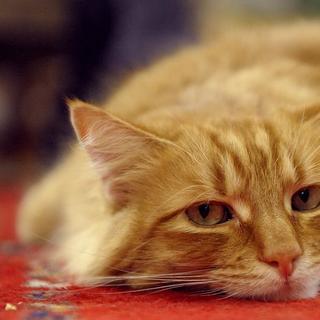 O tédio apático, recém-chegado ao vocabulário médico, é caracterizado pela falta de resposta. © Dwight Sipler, Flickr, cc por sa 2.0