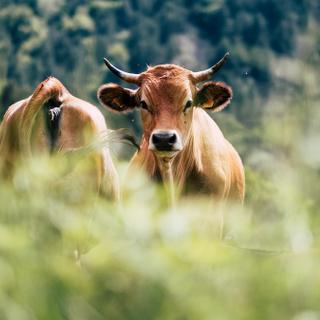 Os surtos de doença contagiosa da pele protuberante em bovinos (LCD) estão aumentando em França. Toda a indústria da carne bovina está preocupada. © PicsArt, Adobe Stock