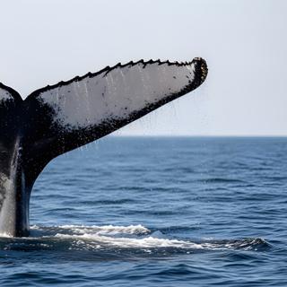 Une baleine avait disparu pendant 22 ans.&nbsp;Sa réapparition à l’autre bout du monde vient de révéler un voyage jamais observé auparavant. ©&nbsp;detiyy, Adobe Stock.