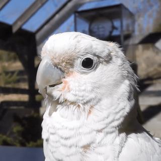 O uso e a confecção de kits de ferramentas foram descritos em cacatuas selvagens, mas os zoólogos precisavam trabalhar com indivíduos habituados aos humanos para poder observar seu comportamento de planejamento. © Osuna-Mascaró et al. (2023)