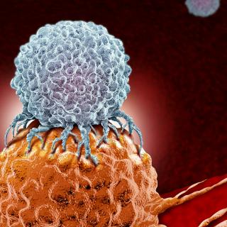 Les lymphocytes T, un type de cellules immunitaires, peuvent s’attaquer aux cellules tumorales. © Lightspring, Shutterstock