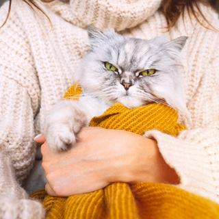 Et si votre chat avait un vrai « caractère » ? Cette étude dévoile 5 profils. © Daria Kulkova, iStock