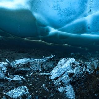 Au fond des océans, la carcasse d’une baleine peut nourrir un écosystème entier pendant plusieurs décennies. © Alex Dawson