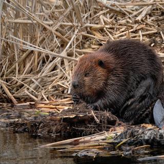 Os castores tchecos construíram represas exatamente onde a cidade precisava. © kidmoses, Pixabay