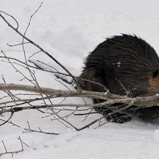 O impacto dos castores não é positivo em todos os lugares, especialmente nas regiões mais frias. ©Terry, Adobe Stock