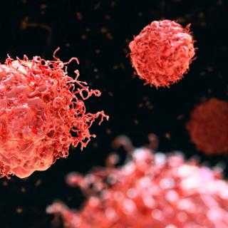 Os neutrófilos são células do sistema imunológico responsáveis ​​por nos defender rapidamente contra infecções. Mas, segundo um estudo recente, no contexto do cancro, alguns deles podem ser sequestrados pelo tumor e contribuir, apesar de tudo, para a sua progressão. © Dr_Microbe, Adobe Stock