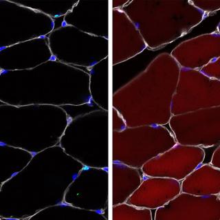 Images avant/après montrant les cellules souches devenir rouges fluorescentes une fois modifiées in vivo, une prouesse quand on sait que ces cellules sont d&#39;ordinaire corrigées in vitro. © Bryan Peacker/Wagers laboratory at Harvard University