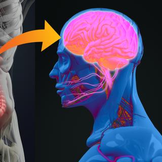 Os cientistas estão estudando as interações entre o cérebro e o intestino interagindo para beneficiar um ao outro. © Anatomy Insider, Adone Stock