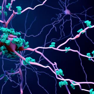Un nouveau médicament testé sur des mouches drosophiles&nbsp;pourrait cibler directement la protéine Tau et réduire la dégénérescence neuronale. ©&nbsp;Design Cells, Adobe Stock
