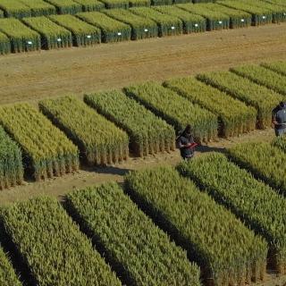 Ensaio varietal de trigo mole de inverno. © Florimond Desprez