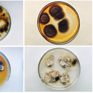 Des champignons noirs découverts à Tchernobyl, riches en mélanine, semblent se développer en direction des sources de radiation et pourraient offrir de nouvelles pistes pour la protection contre les rayonnements. ©&nbsp;Elsevier/Zhdanova et al. 2000