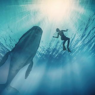 E se as baleias falassem uma linguagem estruturada como a nossa? ©Orla, iStock