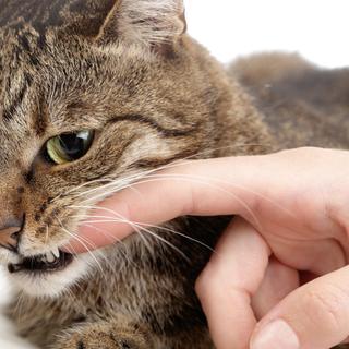Attention aux morsures et griffures de chat, elles peuvent transmettre des agents pathogènes.&nbsp;© mariesacha, Adobe Stock