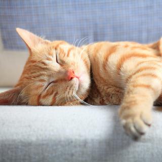 Les chercheurs observent chez les chats et les chiens un attachement réel à l’humain, exprimé différemment, démonstratif chez le chien, plus discret mais tout aussi fort chez le chat. ©&nbsp;Fatsun, iStock